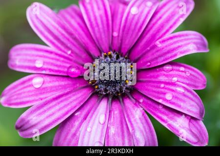 Purple Cape Marigold - Cape Rain Daisy flower closeup Stock Photo