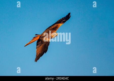 Red Kite (Milvus ilvus), in flight, Penalajo, Castilla, Spain Stock Photo