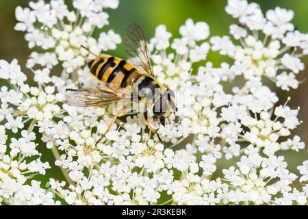 Hoverfly (Myathropa florea) on wild carrot flowers, Bouxieres-aux-dames, Lorraine, France Stock Photo