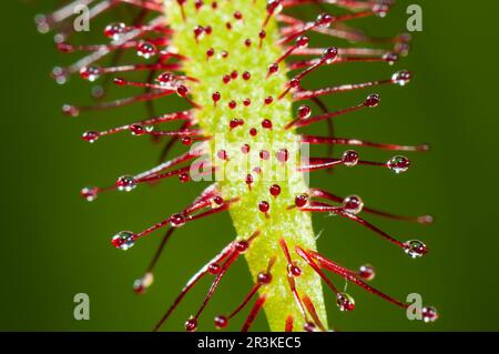 Sundew (Drosera sp) carnivorous plant, Jean-Marie Pelt Botanical Garden, Nancy, Lorraine, France