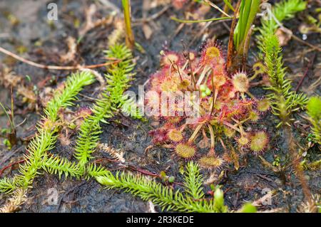 Round-leaved sundew (Drosera rotundifolia), carnivorous plant, Lake Blanchemer, Vosges, France