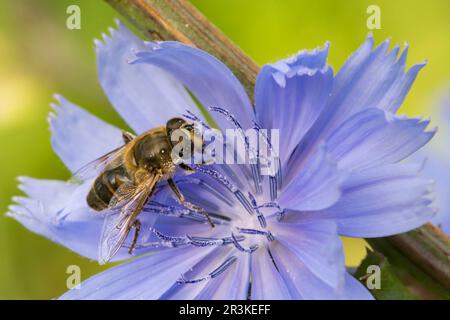 Tapered Hoverfly (Eristalis pertinax)on Chicory flower, Lorraine, France Stock Photo