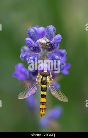 Hoverfly (Sphaerophoria scripta) on lavender flowers, Lorraine, France Stock Photo