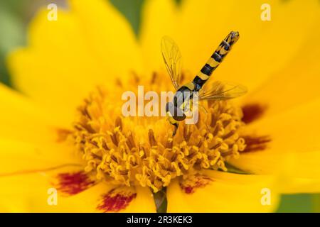 Hoverfly (Sphaerophoria scripta) on a garden flower, Bouxieres aux dames, Lorraine, France Stock Photo