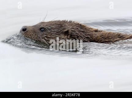 Wild Otter (Lutra lutra) swimming on the Isle of Mull, Scotland Stock Photo