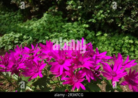 Summer aster Stock Photo