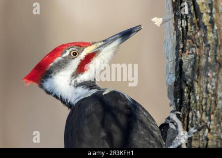 Pileated Woodpecker (Dryocopus pileatus) male on a dead tree looking for larvae to feed on. Mauricie region. Quebec. Canada Stock Photo