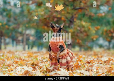 Miniature pinscher in a striped knitted dress looks up at the falling autumn leaves Stock Photo