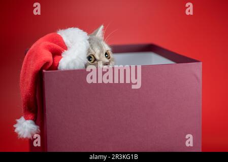 British shorthair cat in a Santa hat in a gift box on a red background Stock Photo