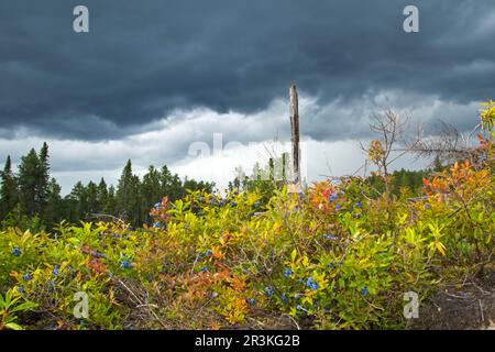 Jack pine (Pinus banksiana) plantation and blueberry (Vaccinium sp) bed. Upper Mauricie region. Quebec. Canada Stock Photo