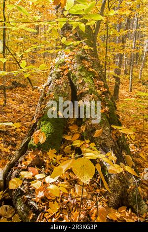 Old tree covered with fallen leaves and moss in autumn. La Mauricie National Park. Quebec. Canada. Stock Photo