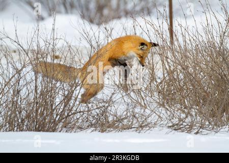 Red fox (Vulpes vulpes) jumping in the air before catching a mouse. Fox on the hunt. Montreal area. Quebec. Canada Stock Photo