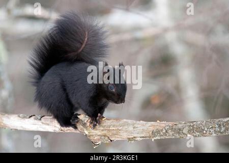 Eastern grey squirrel (Sciurus carolinensis) on a branch and watching. This squirrel is a grey squirrel with a defective pigment gene given by the fox Stock Photo