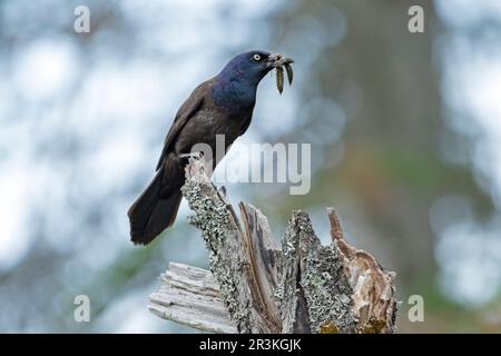 Common Grackle (Quiscalus quiscula) on a dead tree and bringing back dragonfly larvae to feed her chicks. La Mauricie National Park. Quebec. Canada Stock Photo