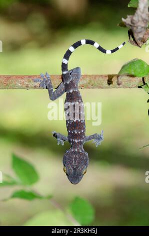 Tokay Gecko (Gekko gecko) hanging on bar, Klungkung, Bali, Indonesia Stock Photo
