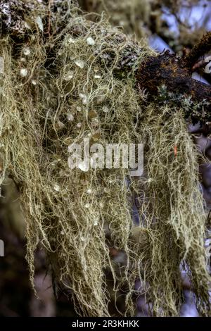 Usnea (Usnea florida) on a tree in the mountains, common species in the mountains in very humid areas, fruticose lichen with antibiotic action, Vercor Stock Photo