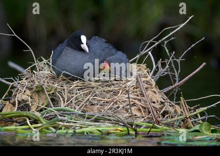 Eurasian Coot (Fulica atra) on its nest on a pond in Perche with its newborn chicks, Normandy, France Stock Photo