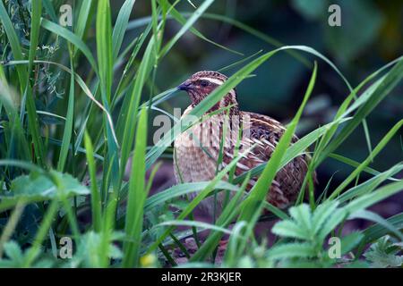 Common Quail (Coturnix coturnix) in the Normandy bocage, France Stock Photo