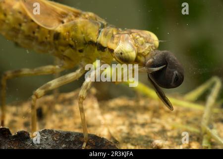 Dragonfly (Hawker) larva eating a Common Toad (Bufo bufo) tadpole, Lorraine, France Stock Photo