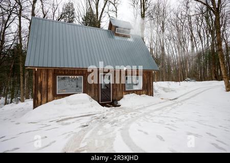 Sugar shack in a maple grove at sugar time, Saint-Barthelemy, Lanaudiere, Quebec, Stock Photo