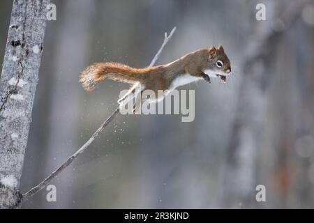 American red squirrel (Tamiasciurus hudsonicus) jumping from a branch, Lac St Jean, Saguenay, Quebec Province, Canada Stock Photo