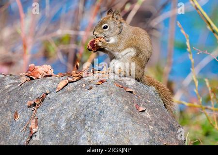 American red squirrel (Tamiasciurus hudsonicus) eating a pine cone, Lake St Jean, Saguenay, Province of Quebec, Canada Stock Photo
