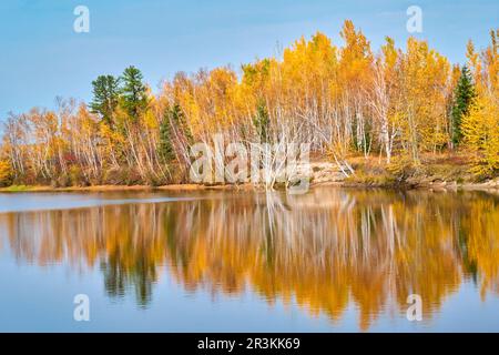 River and forest in autumn, Saguenay lac St Jean region, Province of Quebec, Canada Stock Photo