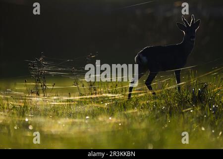 Migration of spiders on their threads during a warm and windless winter day and Deer (Capreolus capreolus), Vosges du Nord Regional Nature Park, Franc Stock Photo