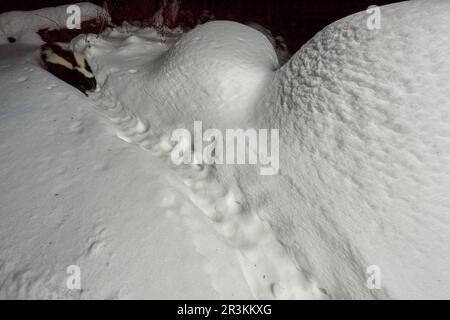 Striped skunk (Mephitis mephitis) walking its tracks on the snow at night, Saguenay lac St Jean region, Province of Quebec, Canada Stock Photo
