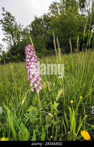 Portrait of Lady orchid (Orchis purpurea) growing in the meadow, Liguria, Italy Stock Photo