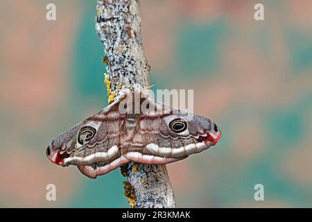 Emperor moth (Saturnia pavonia) or Small emperor moth (Saturnia pavoniella), these two species cohabit in the Gers and are only differentiable after a Stock Photo