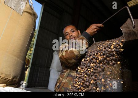 A Timorese scooping organic coffee beans from the warehouse floor into bags at a coffee processing plant, Railaco, Timor-Leste. Stock Photo