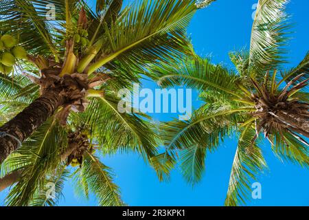 Palm trees close up in a blue sky with clouds in Phuket Thailand Stock Photo