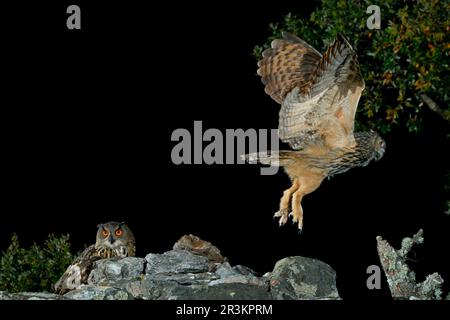 Eurasian Eagle-owl (Bubo bubo) pair on a rock, Spain Stock Photo