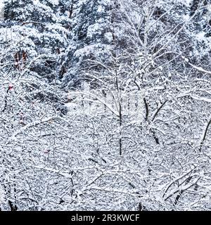 Fluffy snow-covered trees branches, nature scenery with white snow and cold weather. Snowfall in winter park Stock Photo