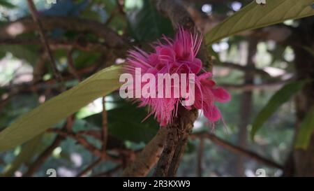 The pink flower of Malay Apple fruit. Stock Photo
