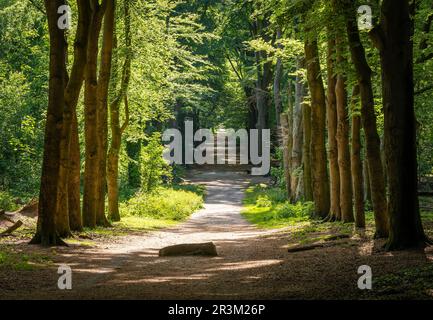 Forest path in Ede, Province Gelderland, with an old stone known in local dutch folklore as De Bloedsteen (blood stone) Stock Photo