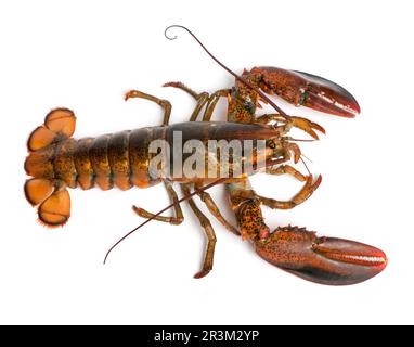 High angle view of American lobster, Homarus americanus, in front of white background Stock Photo