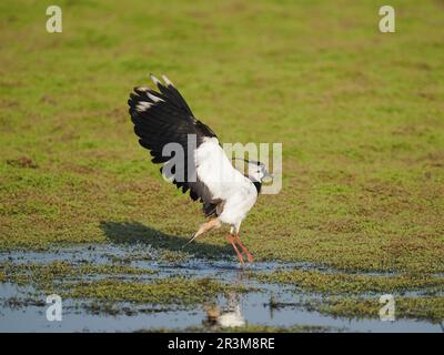 All birds require to keep their feathers in tiptop  condition,  this lapwing having just bathed. Stock Photo