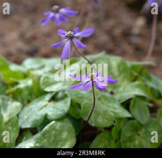 Hepatica nobilis var. japonica f. magna Stock Photo