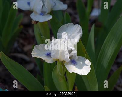 Iris 'Love's Tune' Stock Photo