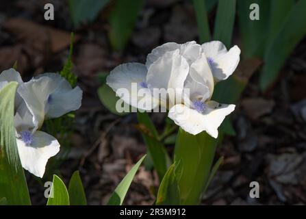 Iris 'Love's Tune' Stock Photo