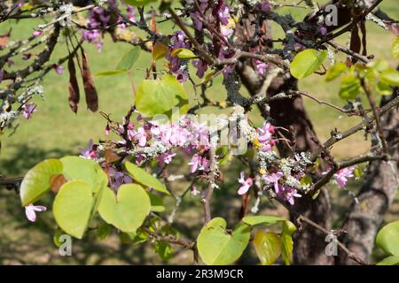 Judas Tree flowers Stock Photo