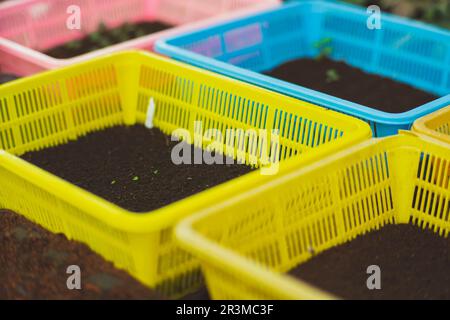Close-up of growing celery (leafy vegetables) in a plastic basket. The concept of growing organic vegetables Stock Photo