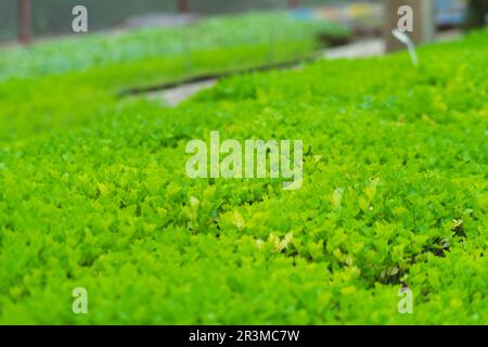 Close-up of planting celery (leafy vegetable) in the vegetable garden. The concept of growing organic vegetables. Stock Photo