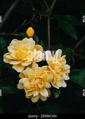 Jasminum mesnyi, bright yellow flowers, close up. Deciduous shrub, evergreen. Beautiful natural background Stock Photo