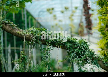 Green leaves or wild vine hanging ivy bush on tree branch in botanical garden. Close up of tree branches and fresh green ivy leaves. Stock Photo