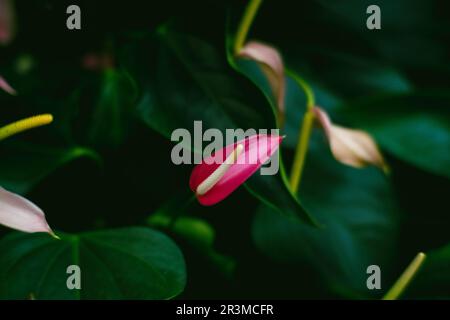 Anthurium flowers against dark green leaves in the background. Anthurium is a symbol of hospitality. Stock Photo