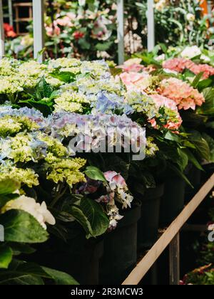 Beautiful blooming pink and blue Hydrangea flowers garden plants in flowers pots in flower shop close up, floral wallpaper with potted Hortensia flowe Stock Photo