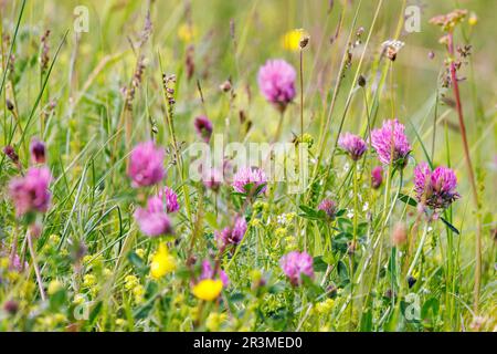 Meadow with flowering Red clover flowers in the summer Stock Photo